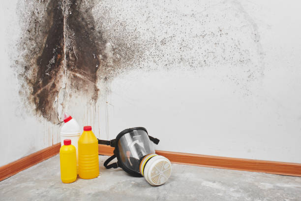 Best Affordable Mold Removal  in Mckinleyville, CA
