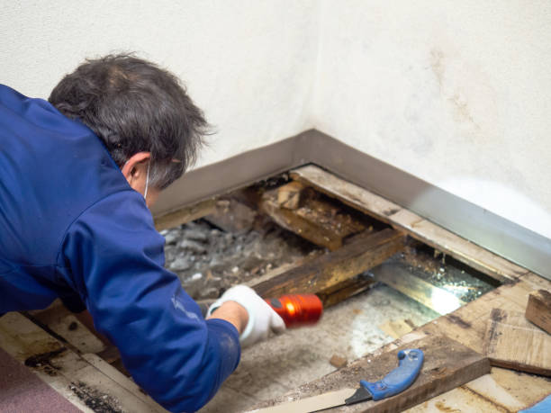  Mckinleyville, CA Mold Removal Pros