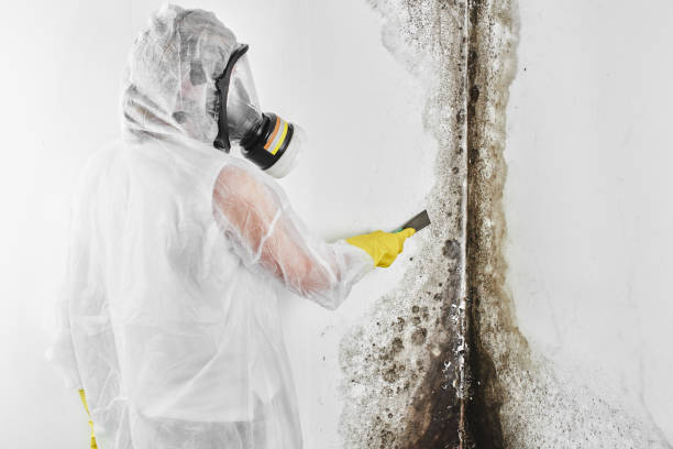 Best Fast Mold Removal  in Mckinleyville, CA
