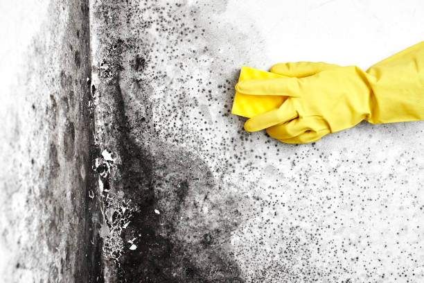 Home Mold Removal in Mckinleyville, CA