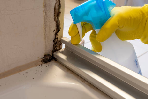 Best Toxic Mold Removal  in Mckinleyville, CA