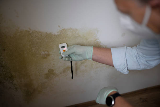 Best Mold Testing  in Mckinleyville, CA