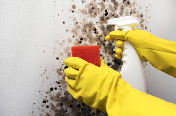  Mckinleyville, CA Mold Removal Pros
