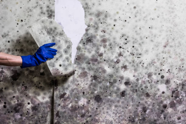 Best Professional Mold Removal  in Mckinleyville, CA