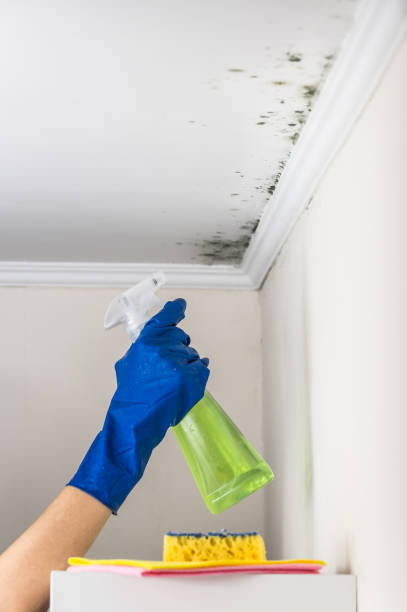 Best Mold Damage Repair  in Mckinleyville, CA